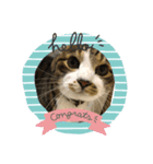 ねこのスローライフ スタンプ（個別スタンプ：1）