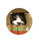 ねこのスローライフ スタンプ（個別スタンプ：2）