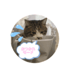 ねこのスローライフ スタンプ（個別スタンプ：3）