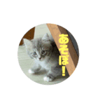 ラガマフィンのしじみ（個別スタンプ：7）