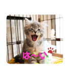 ラガマフィンのしじみ（個別スタンプ：8）