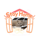 mimi yuki azuki mona hana（個別スタンプ：24）