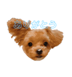 プウととうふ（個別スタンプ：1）