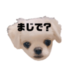 プウととうふ（個別スタンプ：5）