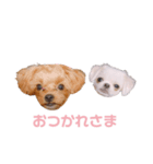 プウととうふ（個別スタンプ：8）