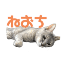 眠いだけのスタンプ（個別スタンプ：4）