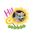 秋田犬 シュシュ/（個別スタンプ：1）