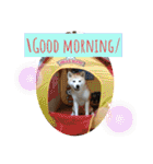 秋田犬 シュシュ/（個別スタンプ：2）