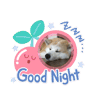 秋田犬 シュシュ/（個別スタンプ：3）