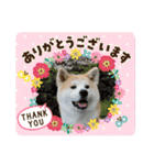 秋田犬 シュシュ/（個別スタンプ：4）