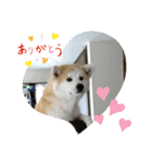 秋田犬 シュシュ/（個別スタンプ：5）