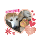 秋田犬 シュシュ/（個別スタンプ：6）