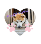 秋田犬 シュシュ/（個別スタンプ：7）