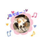 秋田犬 シュシュ/（個別スタンプ：11）