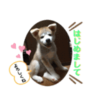 秋田犬 シュシュ/（個別スタンプ：12）