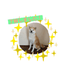 秋田犬 シュシュ/（個別スタンプ：13）