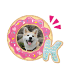 秋田犬 シュシュ/（個別スタンプ：14）