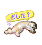 秋田犬 シュシュ/（個別スタンプ：18）