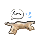 秋田犬 シュシュ/（個別スタンプ：19）