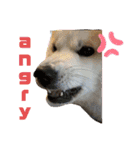 秋田犬 シュシュ/（個別スタンプ：20）