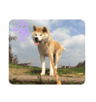 秋田犬 シュシュ/（個別スタンプ：23）