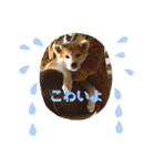 秋田犬 シュシュ/（個別スタンプ：24）