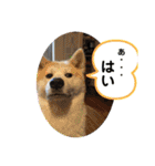 秋田犬 シュシュ/（個別スタンプ：27）