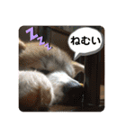 秋田犬 シュシュ/（個別スタンプ：29）