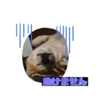 秋田犬 シュシュ/（個別スタンプ：30）