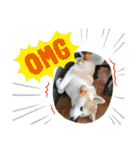 秋田犬 シュシュ/（個別スタンプ：31）