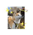 秋田犬 シュシュ/（個別スタンプ：32）