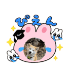 秋田犬 シュシュ/（個別スタンプ：33）