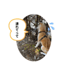 秋田犬 シュシュ/（個別スタンプ：34）