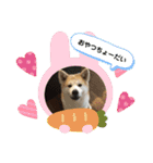 秋田犬 シュシュ/（個別スタンプ：35）