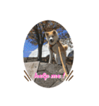 秋田犬 シュシュ/（個別スタンプ：38）