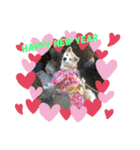 秋田犬 シュシュ/（個別スタンプ：39）