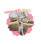 秋田犬 シュシュ/（個別スタンプ：40）
