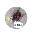 koncyuu4（個別スタンプ：1）