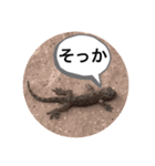 koncyuu4（個別スタンプ：2）