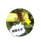 koncyuu4（個別スタンプ：5）