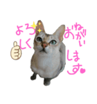 敬語♡猫のニコスタンプ（個別スタンプ：1）