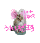 敬語♡猫のニコスタンプ（個別スタンプ：2）