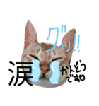 敬語♡猫のニコスタンプ（個別スタンプ：7）