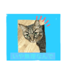 猫可愛い過ぎるよぉぉぉ（個別スタンプ：1）