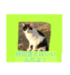 猫可愛い過ぎるよぉぉぉ（個別スタンプ：2）