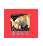 猫可愛い過ぎるよぉぉぉ（個別スタンプ：3）