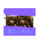猫可愛い過ぎるよぉぉぉ（個別スタンプ：4）