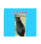 猫可愛い過ぎるよぉぉぉ（個別スタンプ：6）