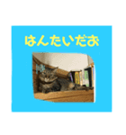 猫可愛い過ぎるよぉぉぉ（個別スタンプ：7）