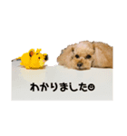 ぽんずスタンプ☻（個別スタンプ：1）